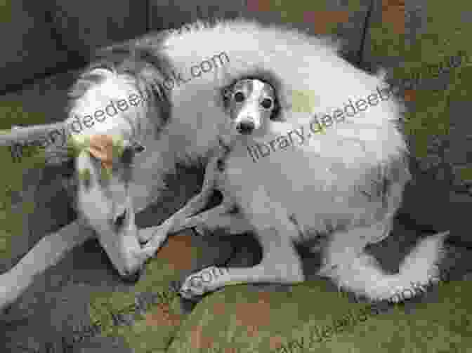 A Borzoi Dog Curled Up On A Couch, Looking Lovingly At Its Human Companion Being Borzoi: Tales Of Adventures