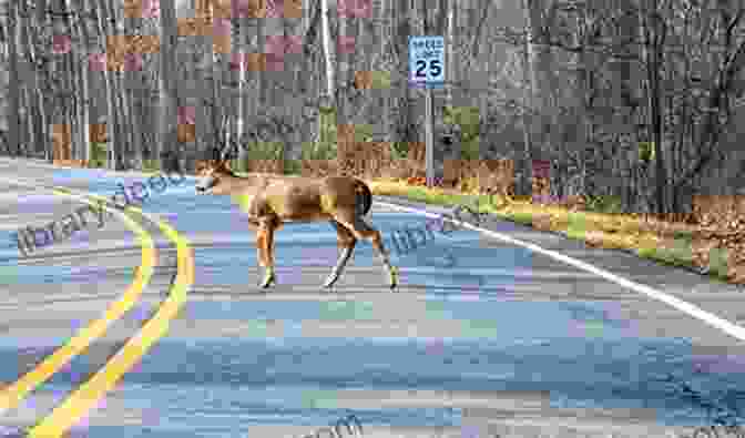 A Deer Crossing The Road The New B C Roadside Naturalist: A Guide To Nature Along B C Highways