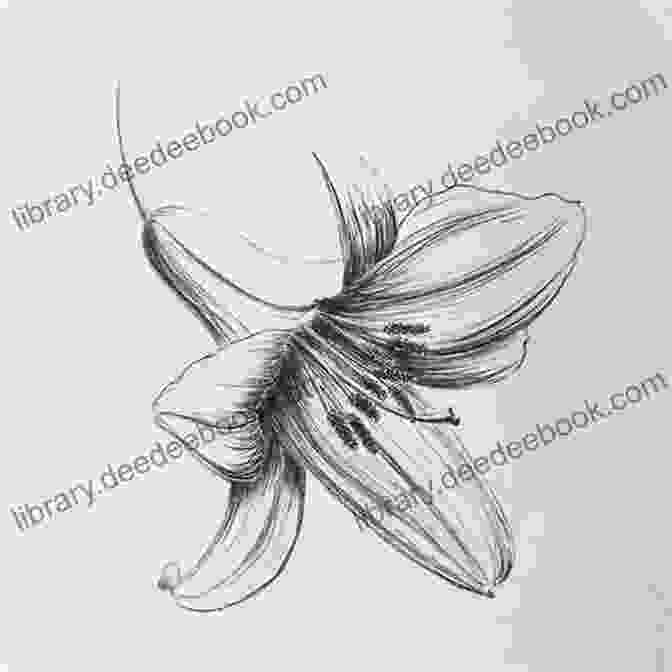 A Detailed Pencil Drawing Of A Lily, Showcasing Its Elegant Form And Intricate Details. Floral Art: A Unique Collection Of Floral Art From Paintings To Drawings And Digital Art A Beautiful Botanical Unknown World Of Floral Art In The Form Of This Illustrated