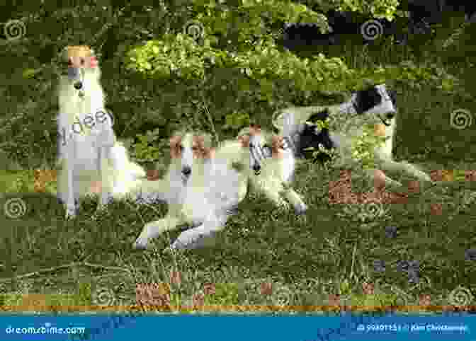 A Group Of Borzoi Dogs Running Through A Field, Their Coats Flowing Behind Them Being Borzoi: Tales Of Adventures