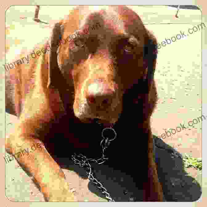 A Large Brown Dog With A White Muzzle And A Friendly Smile. Lifetimes Together: An Animal Communicator S Journey Finding Her Three Puppy Angels Again And Again And Again