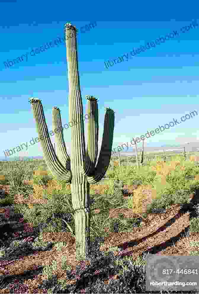A Majestic Saguaro Cactus Stands Tall In The Desert, Its Towering Presence Symbolizing Resilience And Strength. Revenge Of The Saguaro: Offbeat Travels Through America S Southwest