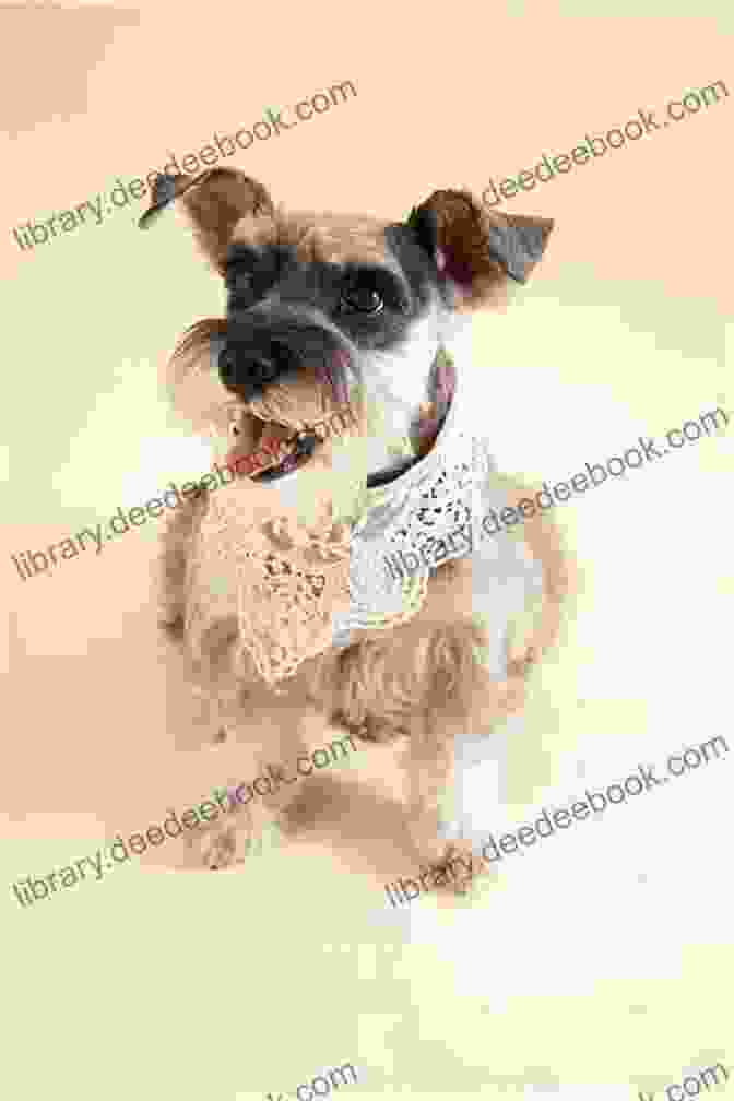A Miniature Schnauzer Sitting On A Couch, Looking Up At The Camera Miniature Schnauzer Training Dog Training With The No BRAINER Dog TRAINER ~ We Make It THAT Easy : How To EASILY TRAIN Your Miniature Schnauzer