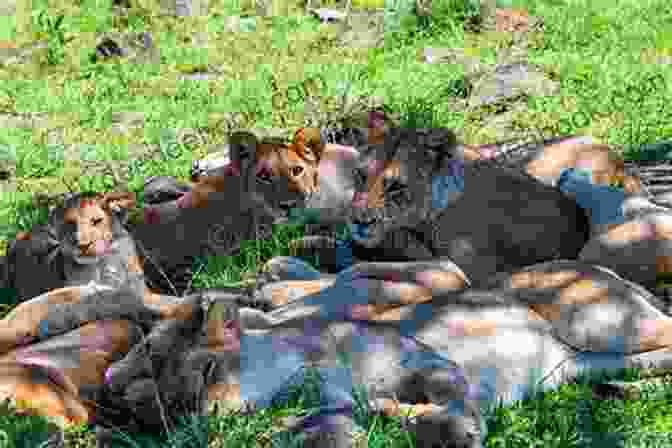 A Photograph Of A Lion Pride Resting In The Shade, Showcasing The Familial Bonds And Hierarchical Dynamics Within The Group. Animal 3: Revelations (Animal Series) K Wan