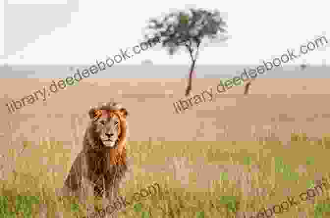 A Stunning Photograph Of A Lion Amidst The African Savanna, Capturing Its Majestic Presence And The Beauty Of Its Natural Habitat. Animal 3: Revelations (Animal Series) K Wan
