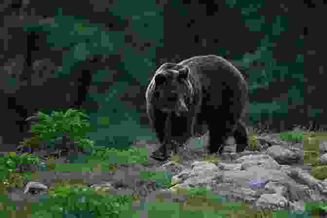 Brown Bear Roaming Amidst The Lush Vegetation Of The Carpathian Mountains Romania: 2024 Tourist S Guide Daniel B Smith