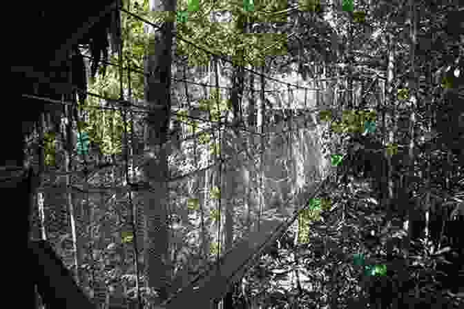 David Spiller Traversing The Dense Amazon Jungle Lost In Brazil David Spiller