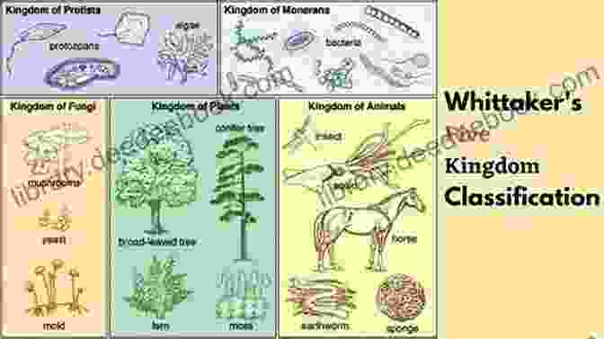 Diagram Illustrating The Five Kingdom Biological Classification, Showcasing The Diversity And Complexity Of Living Organisms. Who Is King? The Five Kingdom Biological Classification The Biological Sciences Grade 5 Children S Biology