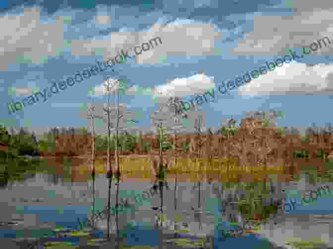 Okefenokee Swamp, Georgia Georgia Icons: 50 Classic Views Of The Peach State